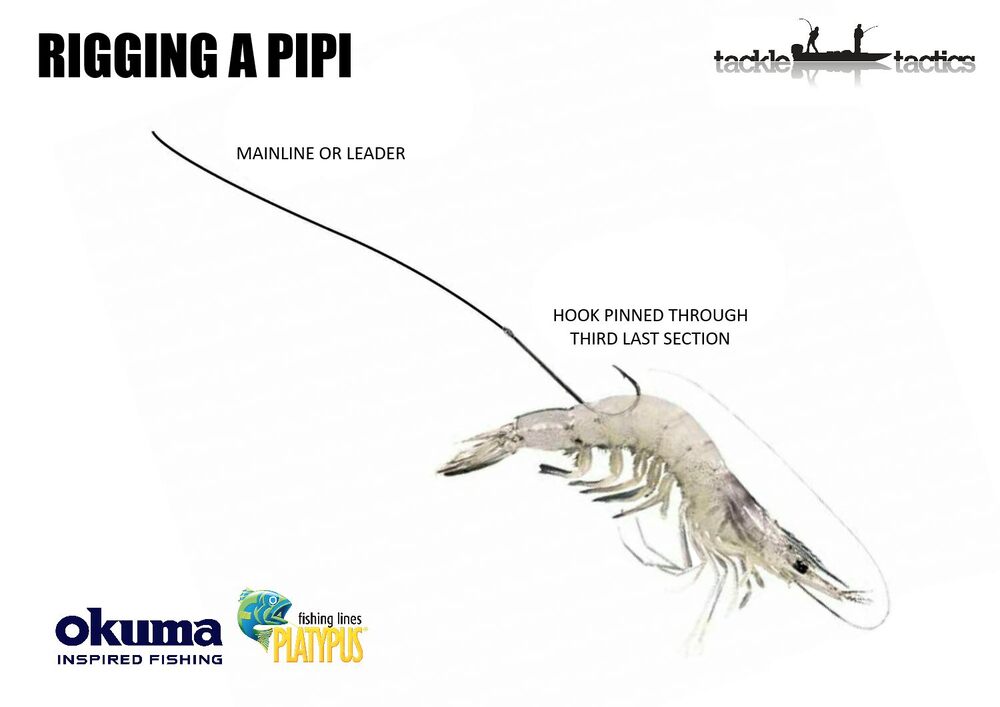 Rigging Live Shrimp In The Head vs. Tail (Best Way To Rig Shrimp) 