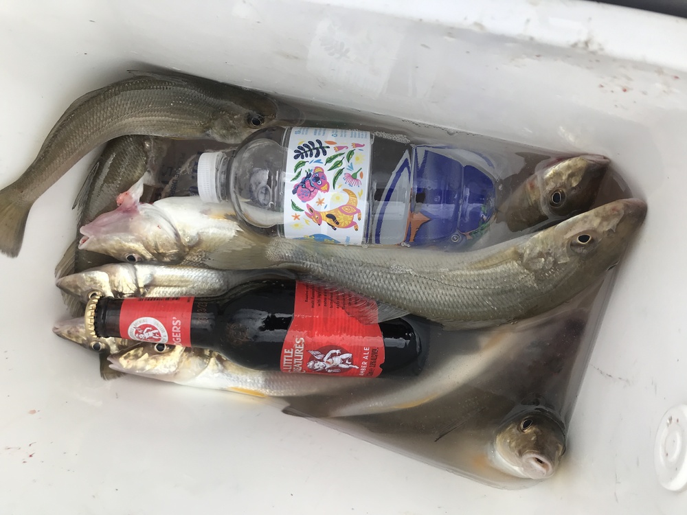 How To Catch Tasty Hervey Bay Whiting - Land Based - Fishing