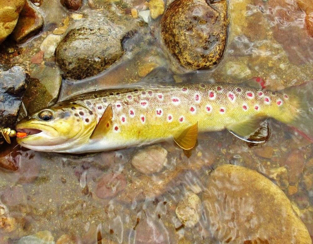 Aggressive Small Trout Make The Numbers – Tackle Tactics