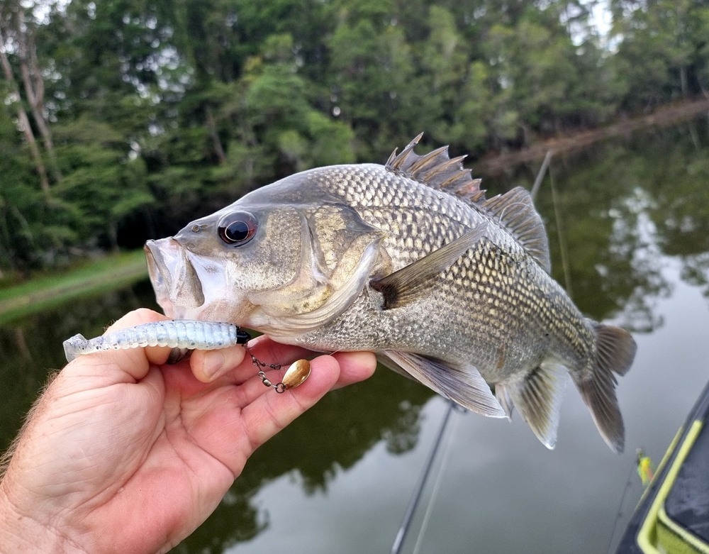 Autumn Edge Bite Bass Fishing – Tackle Tactics