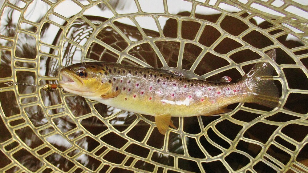 Trout Before the Rain Sets In – Tackle Tactics