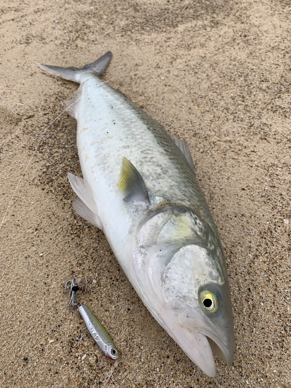 Beach Fishing with Lures – Tackle Tactics