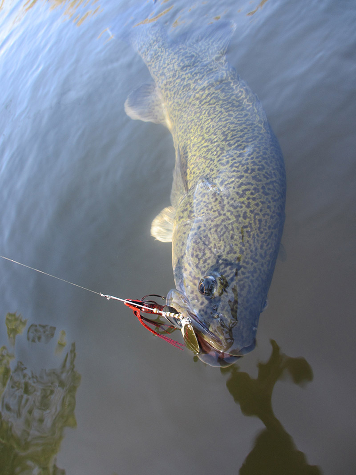 Fishing Lures for Murray Cod Opening