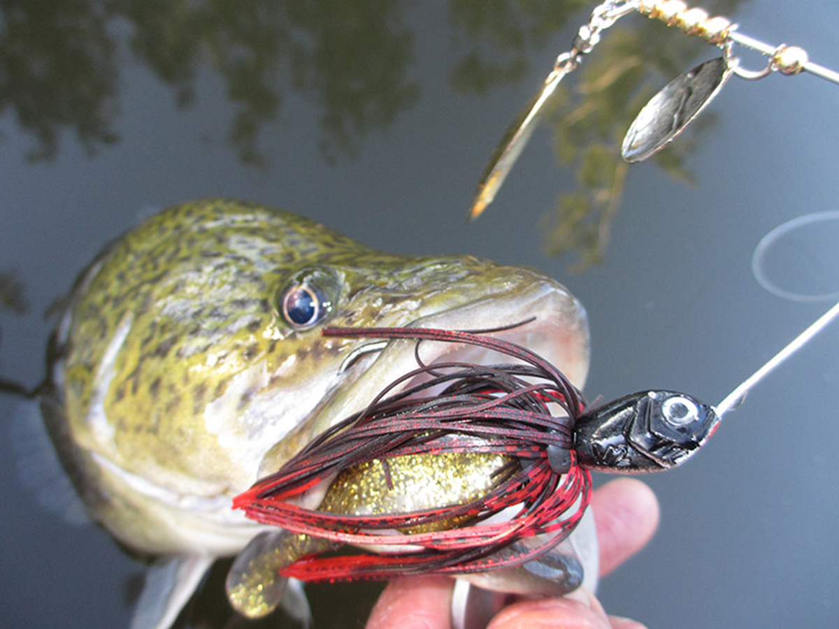 Best beginners baitcaster for murray cod, Gear Review 
