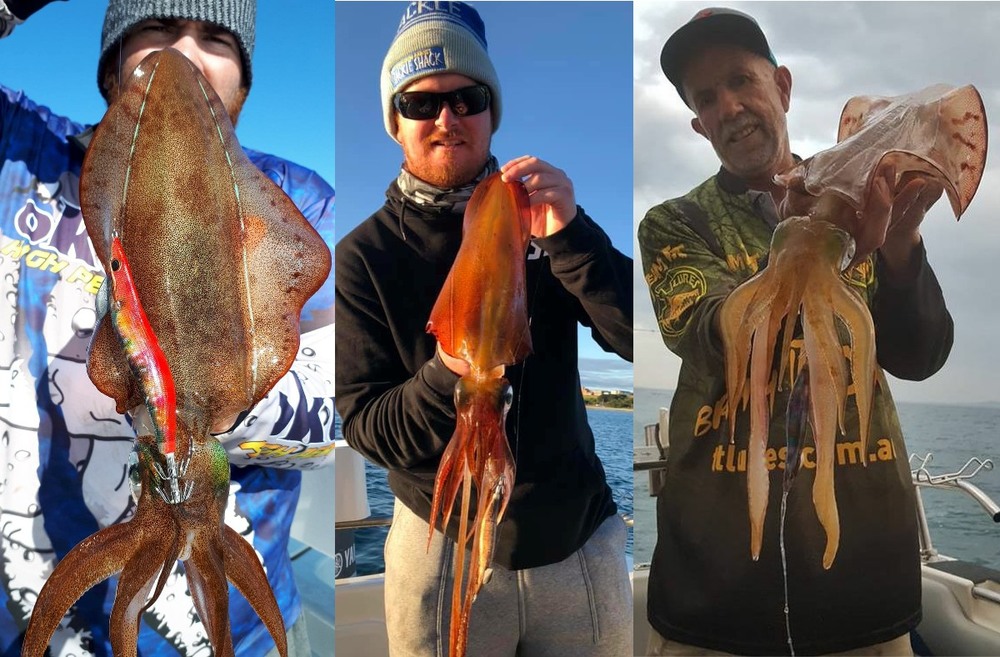 How to Catch Squid on Lures – Tackle Tactics