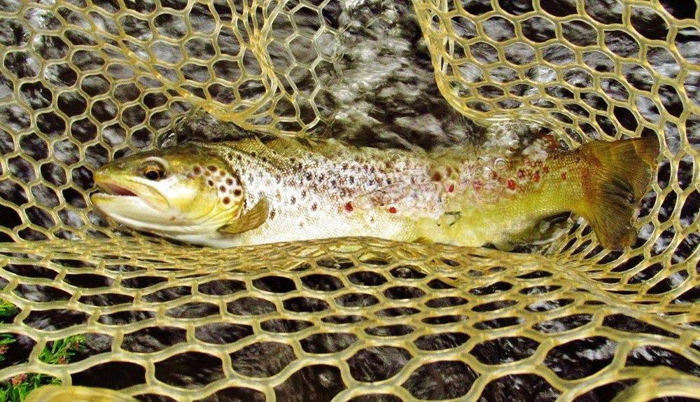 Fast Water Trout Go For Gold – Tackle Tactics
