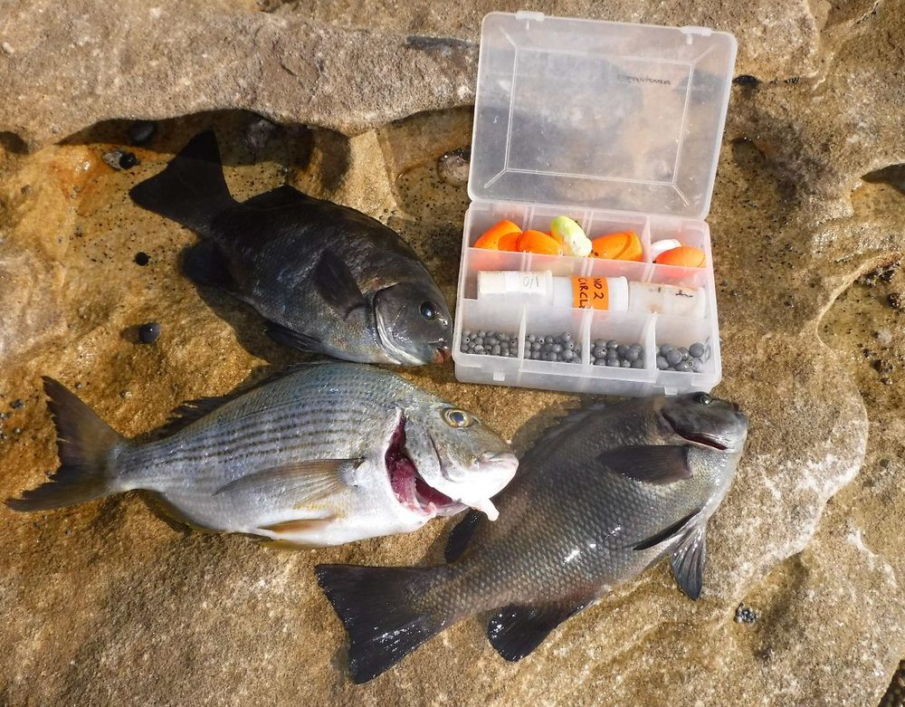 Drummer, Bream & Trevally off the Rocks – Tackle Tactics