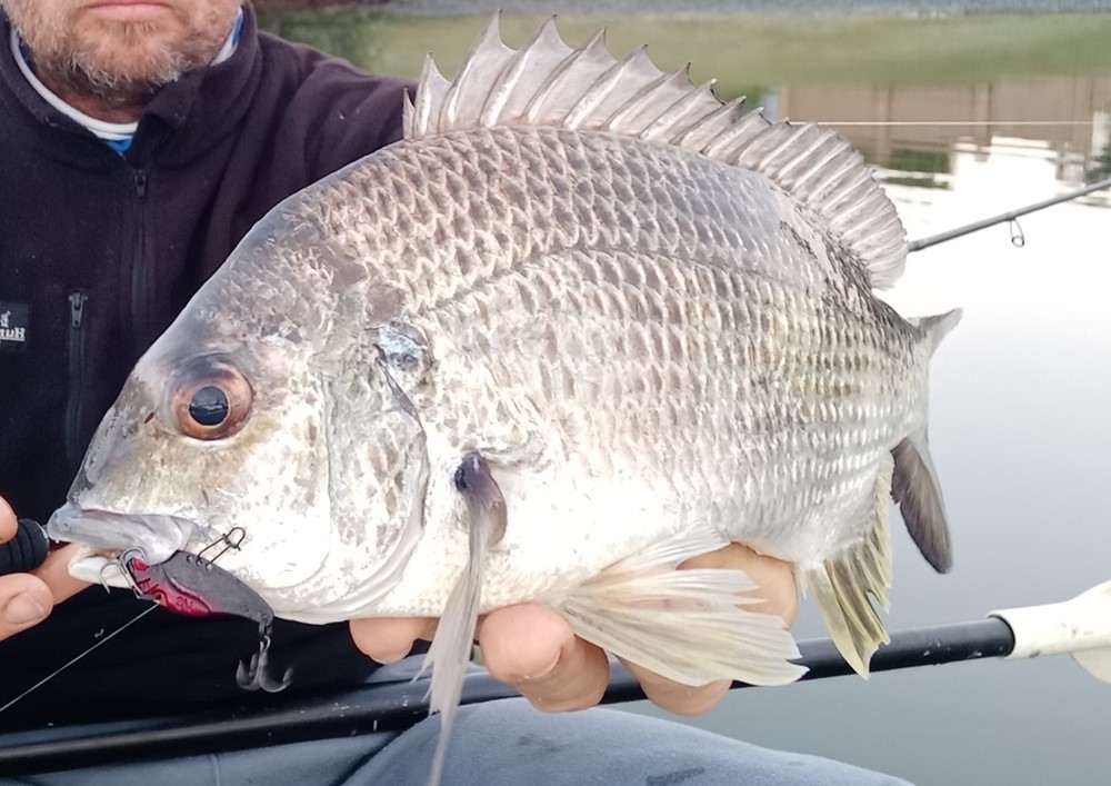 Winter Bream: A Dual Approach – Tackle Tactics