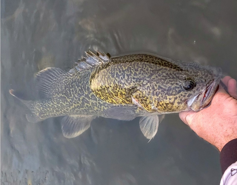 How to Catch Murray Cod in Rivers- the tackle and lures – Daiwa