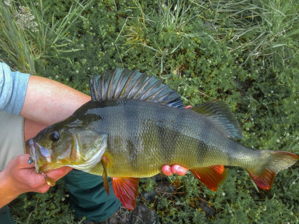 Jig Spinner - Focus on Redfin Perch – Tackle Tactics