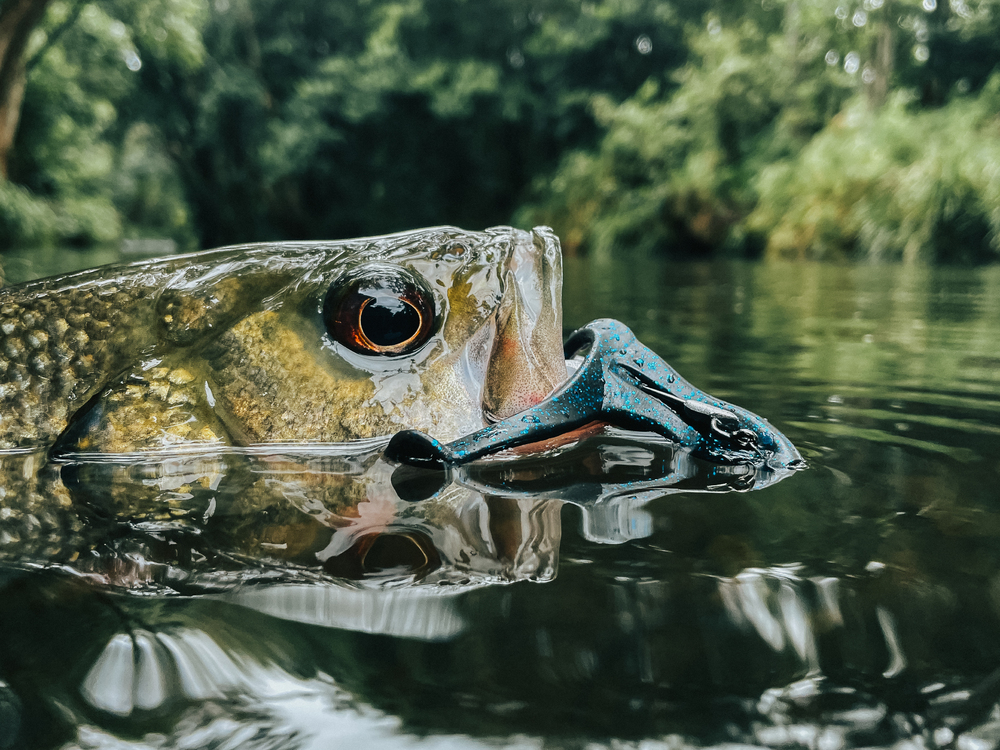 Skinny Creek Bass on FrogZ – Tackle Tactics