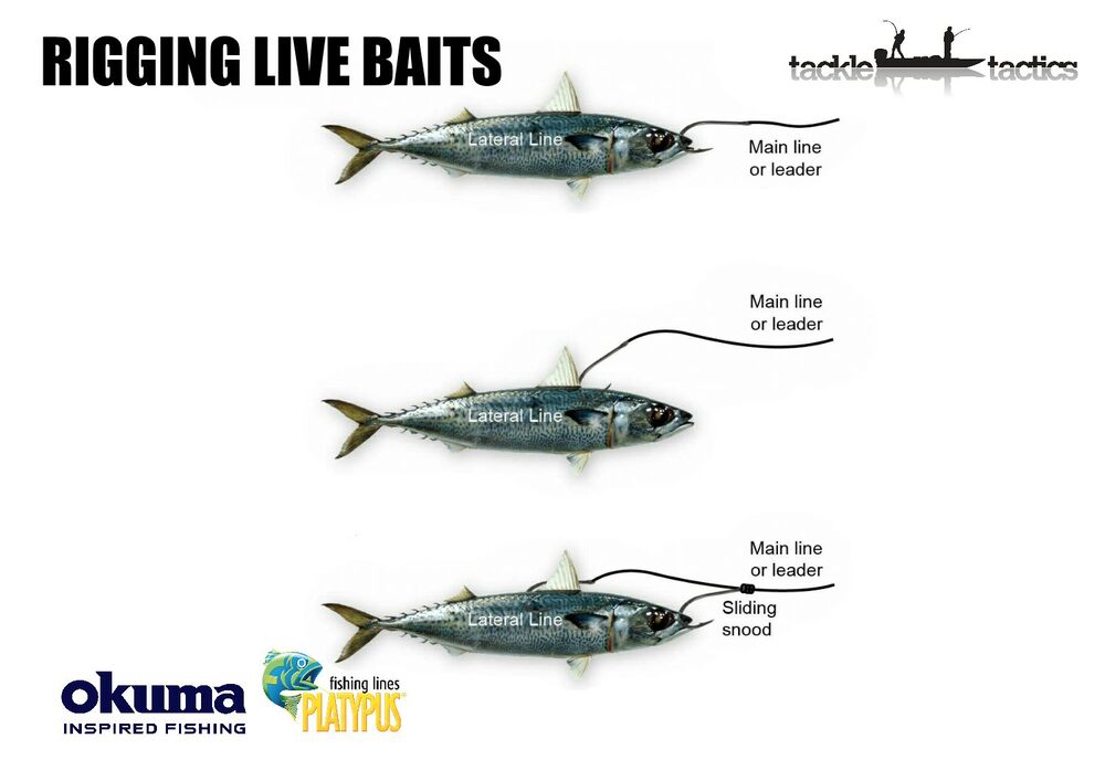 How to Rig a Live Bait Fish so it Stays Alive Longer