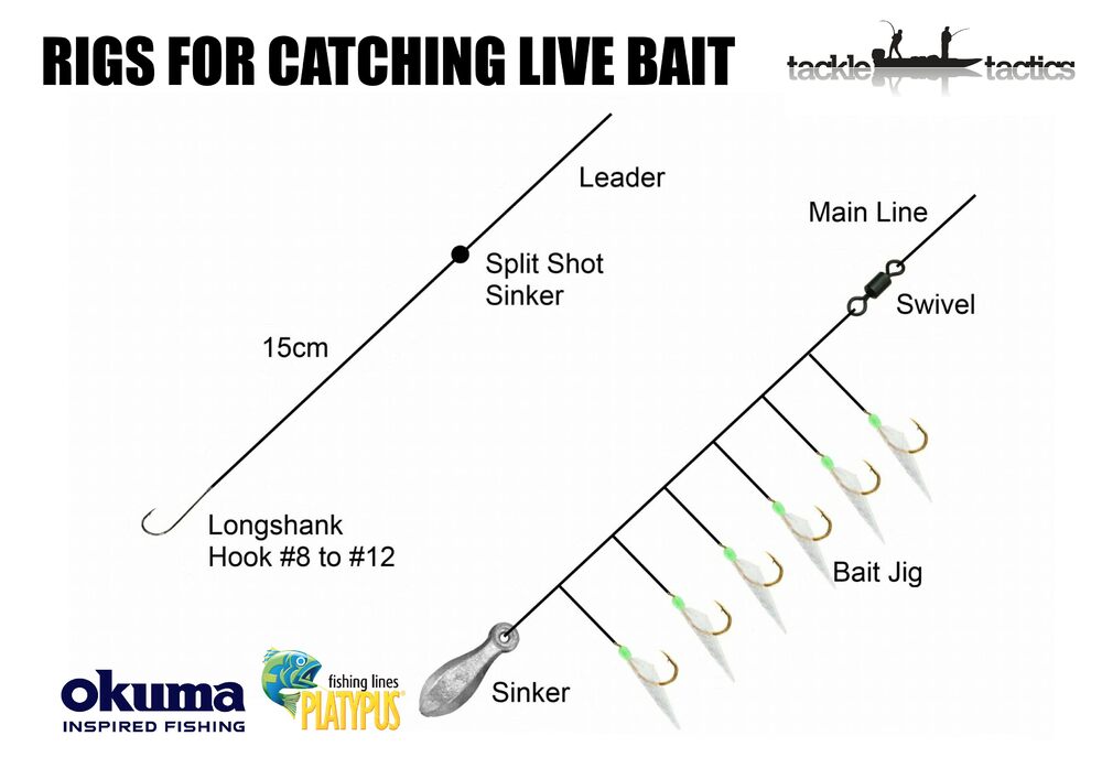 10 Live bait fishing ideas  fishing rigs, fishing tips, saltwater