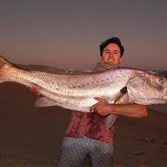 Monster Beach Mulloway on Soft Plastics