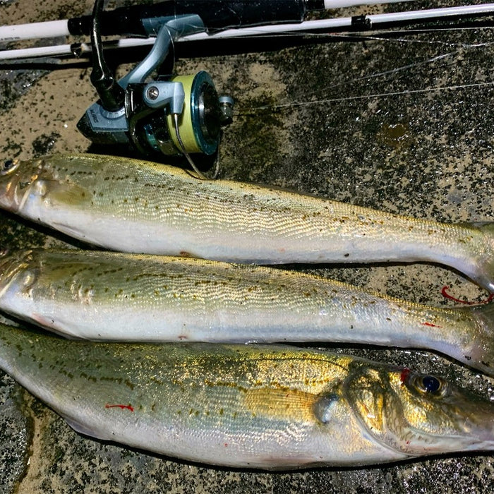 How to Catch King George Whiting Land Based