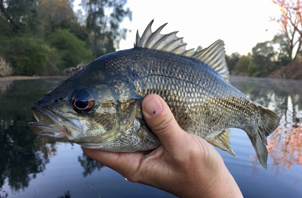 Bread, Dough & Pudding Rigs