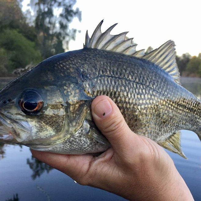 Bread, Dough & Pudding Rigs