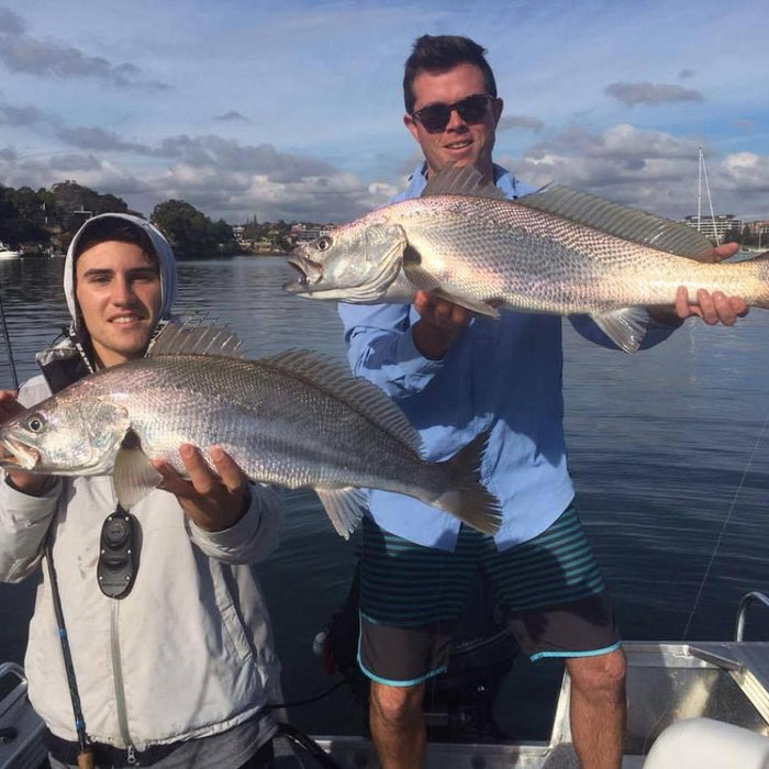 Sydney Harbour Jewfish