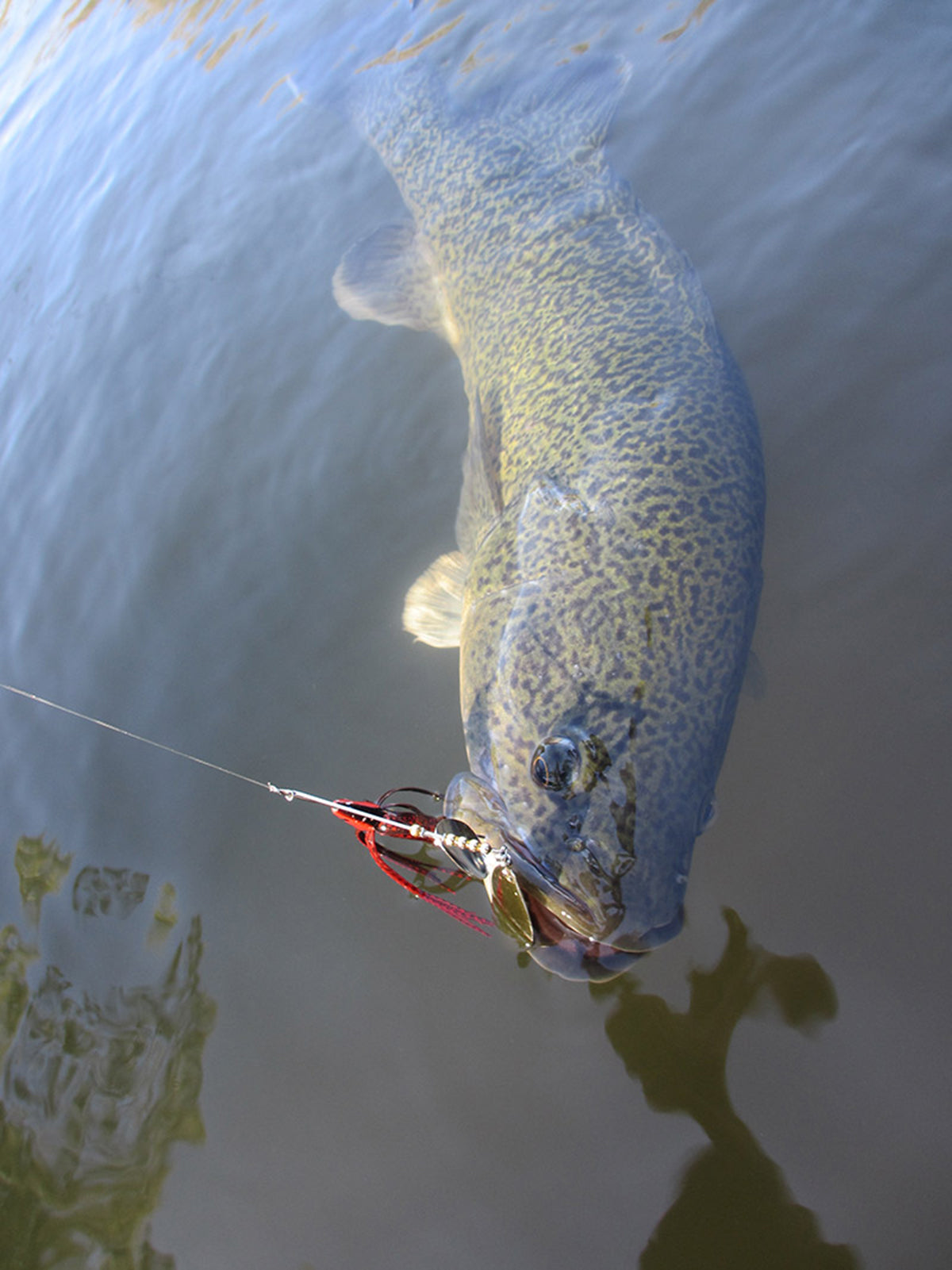 Murray Cod Basics