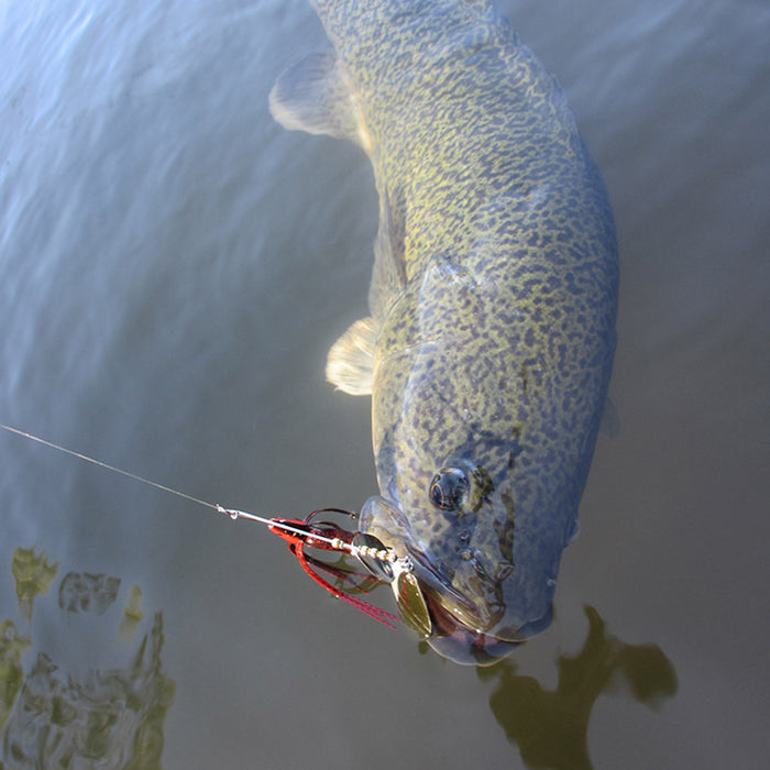 Murray Cod Basics