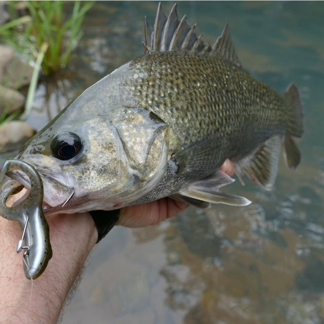 How to Catch Skinny Water Bass on Lures