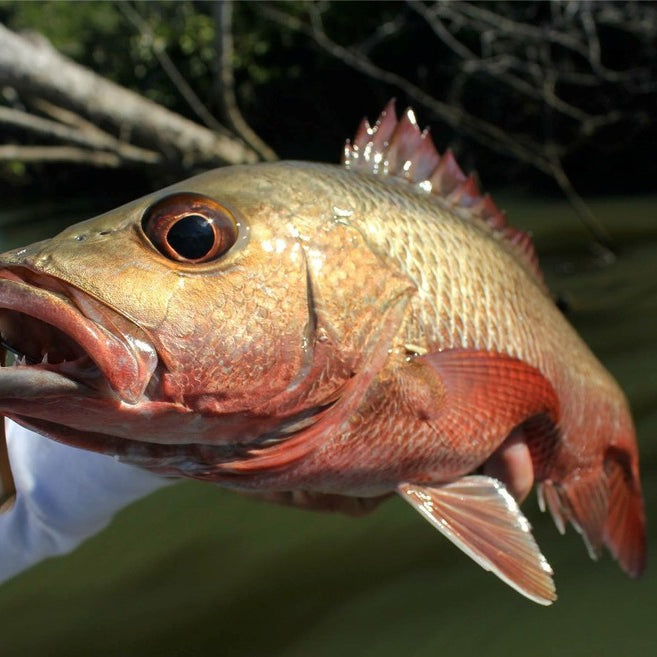 How to Catch Mangrove Jack on Lures