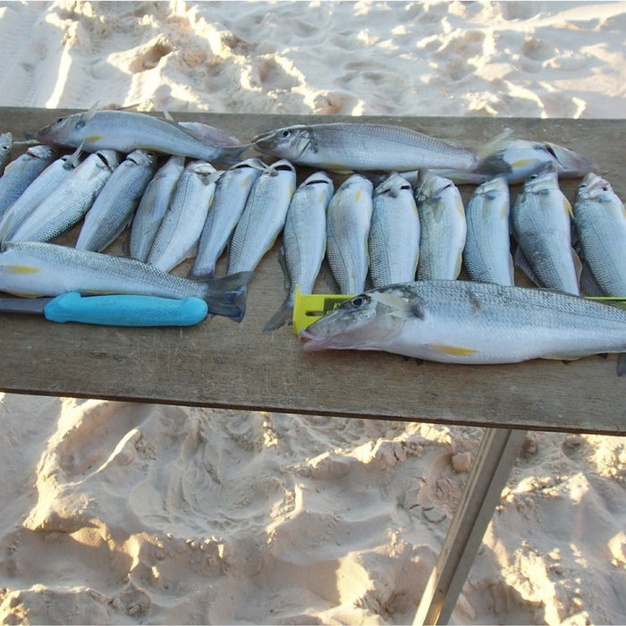 Bait Fishing Basics - How to Catch Whiting