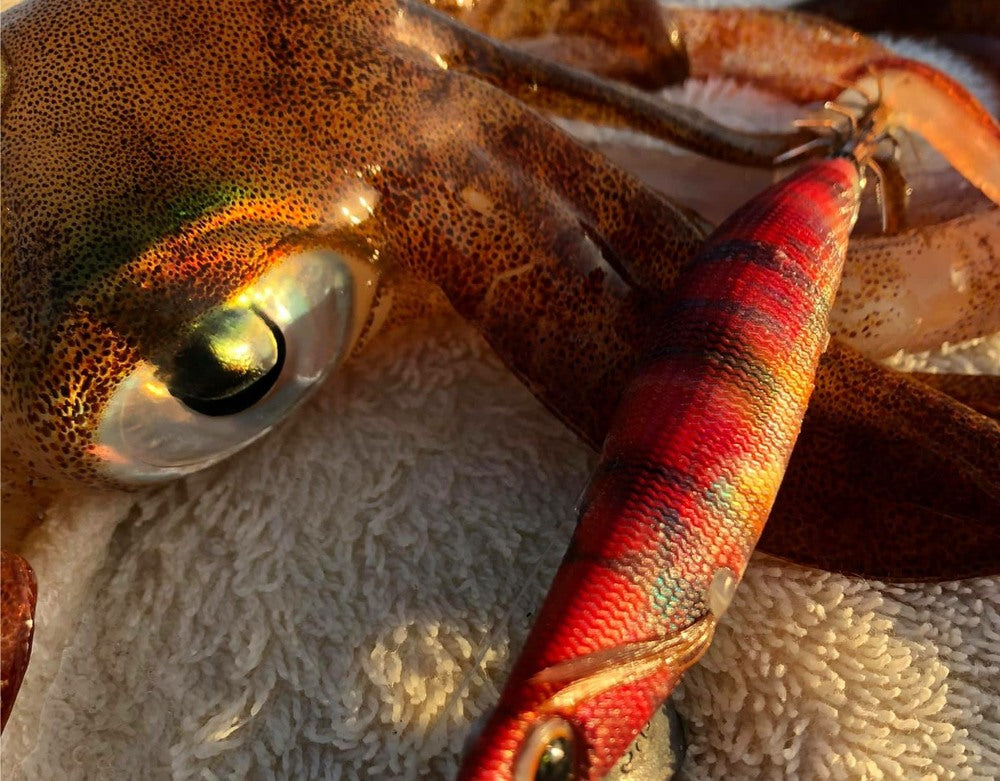 How to Catch Squid - Port Phillip Bay