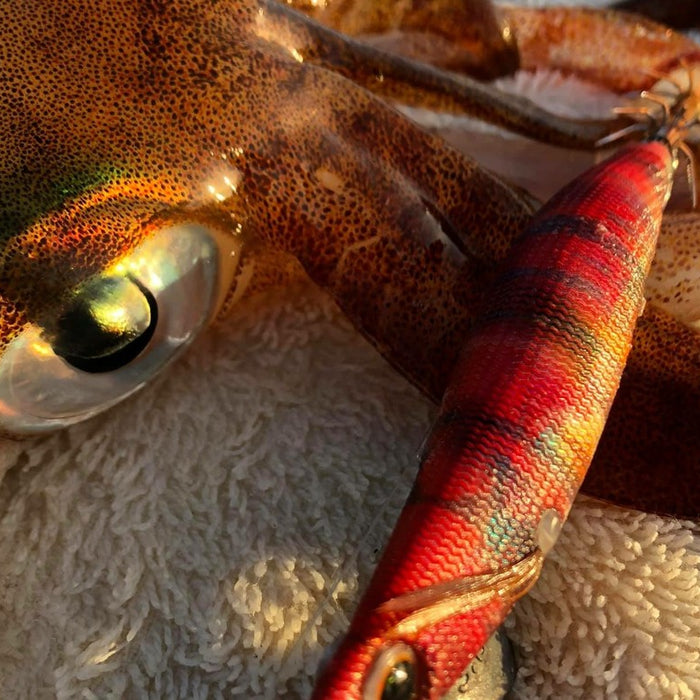 How to Catch Squid - Port Phillip Bay