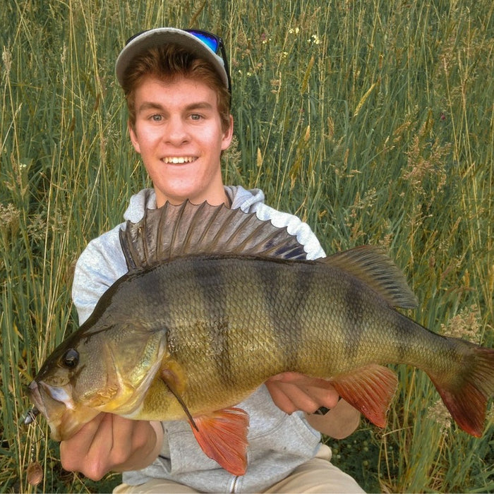 Jig Spinner - Focus on Redfin Perch